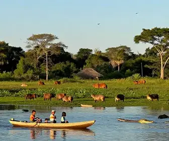Descubra a Época Ideal e Práticas do Turismo Responsável na Observação de Animais no Pantanal Descubra a Época Ideal e Práticas do Turismo Responsável na Observação de Animais no Pantanal