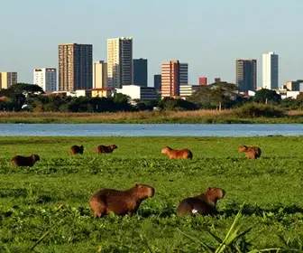 Roteiro Imperdível: Explore Cuiabá e o Pantanal Norte com Pernoites Roteiro Imperdível: Explore Cuiabá e o Pantanal Norte com Pernoites